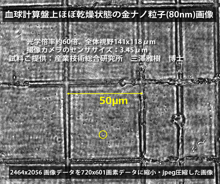 金ナノ粒子(80nm)の画像